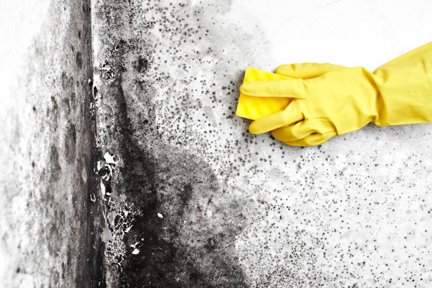 Professional Mold Removal in Meraux, LA