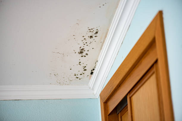 Best Office Mold Removal Services  in Meraux, LA