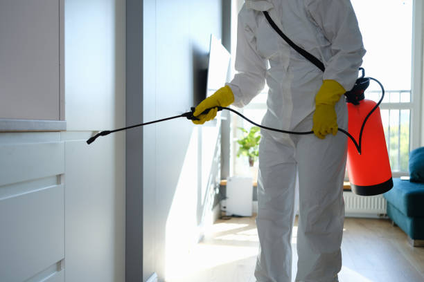 Office Mold Removal Services in Meraux, LA
