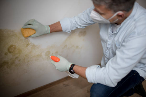 Best Certified Mold Removal  in Meraux, LA
