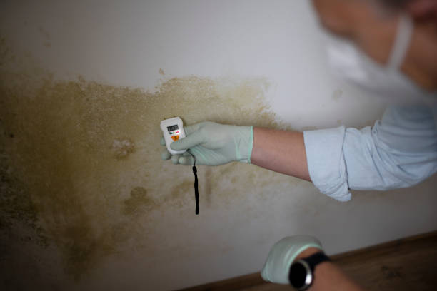 Certified Mold Removal in Meraux, LA