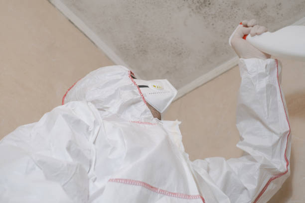 Best Local Mold Removal Service  in Meraux, LA
