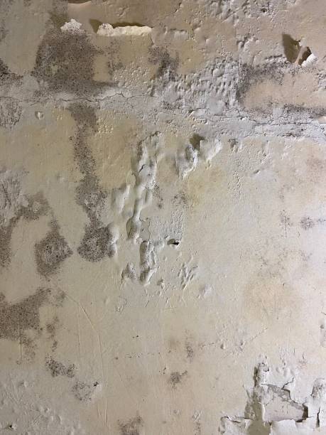 Best Black Mold Removal  in Meraux, LA