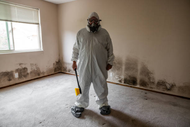 Best Professional Mold Removal  in Meraux, LA