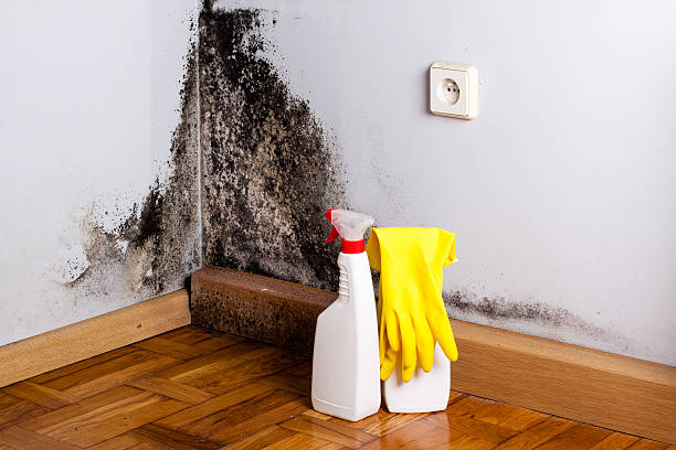 Best Crawl Space Mold Removal  in Meraux, LA