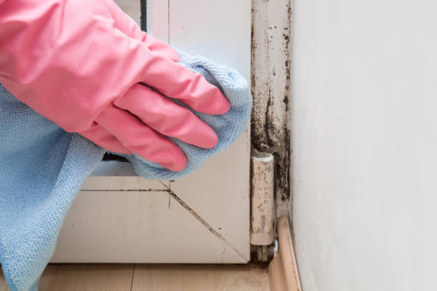 Best Affordable Mold Removal  in Meraux, LA